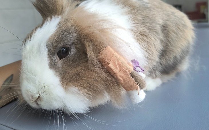 Zbiórka Wsparcie dla Zajunca - zdjęcie główne