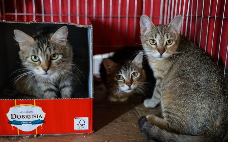 Zbiórka pomoc dla 17 kotów z Obornik - zdjęcie główne