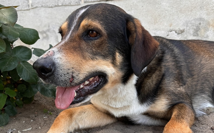 Zbiórka Dyziu prosi o pomoc - zdjęcie główne