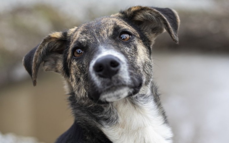 Zbiórka Pomóżmy psom na Ukrainie - zdjęcie główne