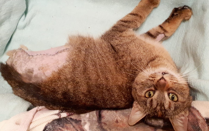 Zbiórka Na leczenie Gwiazdki - zdjęcie główne