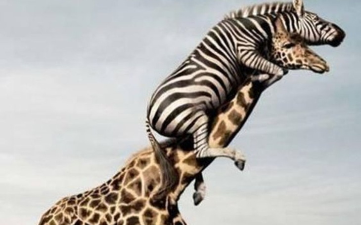 Zbiórka Zwierzoluby Pomagamy - zdjęcie główne