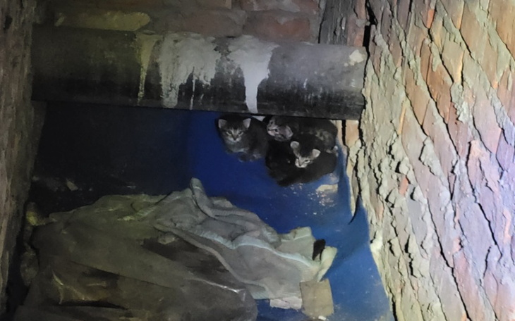 Zbiórka Ratujemy 4 kocie życia - zdjęcie główne