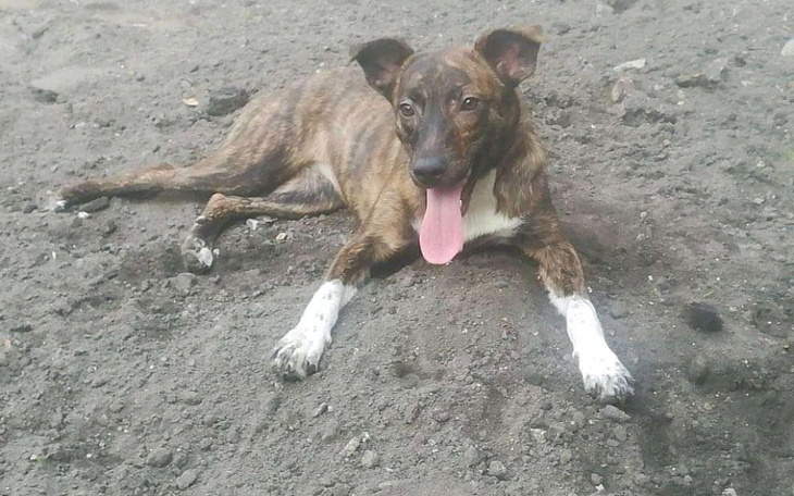 Zbiórka Zwrot z Adopcji Dejzi Pomoc. - zdjęcie główne