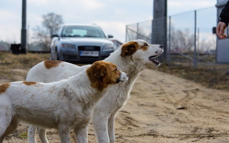 Zbiórka Romeo i Julia psy z torów - zdjęcie główne