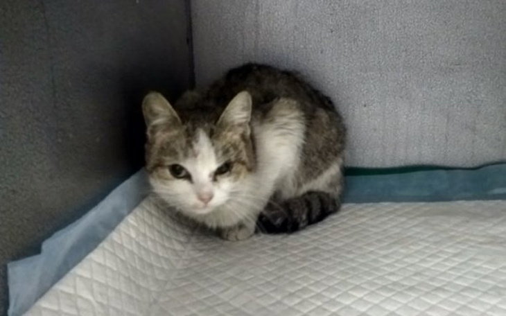 Zbiórka Dechra <3 - Wołanie o pomoc. - zdjęcie główne