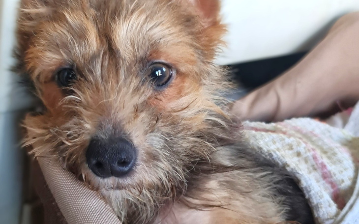 Mały piesek z brązowym futrem w objęciach.