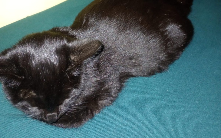 Zbiórka Emma walczy o życie - zdjęcie główne