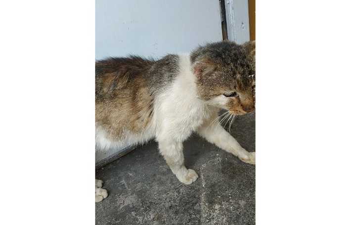 Zbiórka Na weterynarza dla kocurka - zdjęcie główne