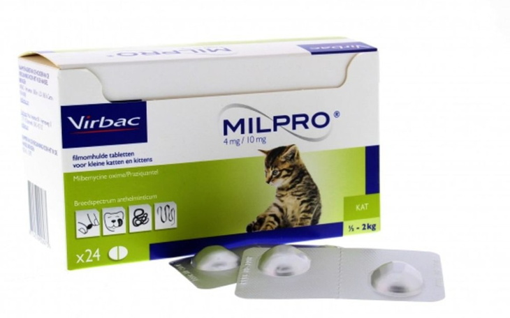 Zbiórka Odrobaczenie i odpchlenie kociąt - zdjęcie główne