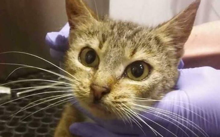 Zbiórka Neska-kotka, która miała nie żyć - zdjęcie główne