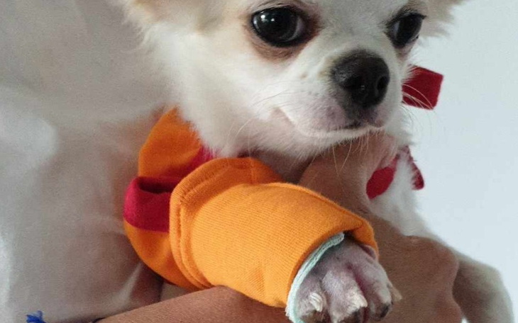 Zbiórka Łapka Piorunka - zdjęcie główne