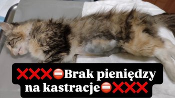 Zbiórka Brak pieniędzy na kastrację - miniaturka zdjęcia