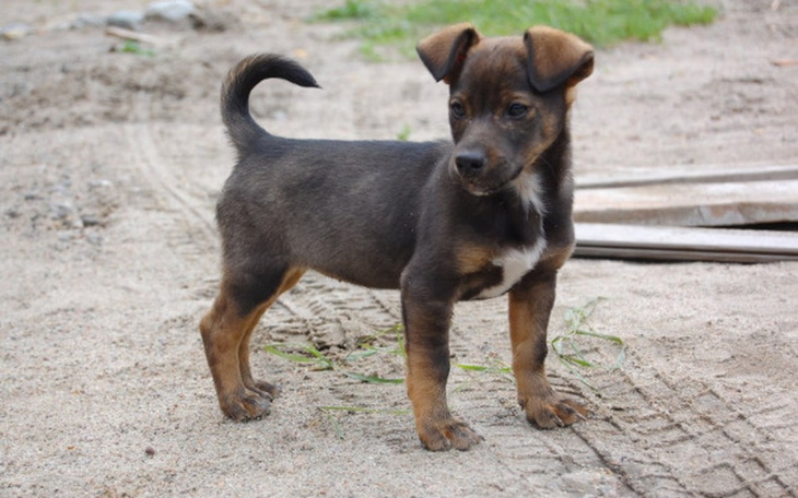 Zbiórka Pomoc dla zwierząt1 - zdjęcie główne