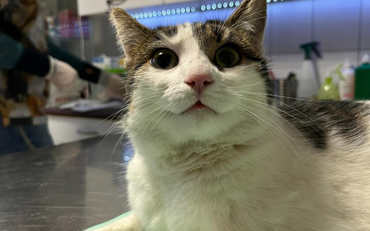 Zbiórka Na ratunek Bobo - zdjęcie główne