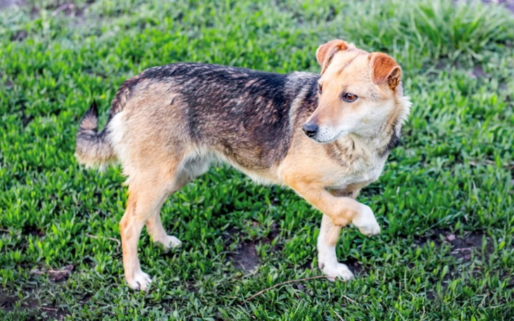 Zbiórka Zbieram na operacje Psa - zdjęcie główne