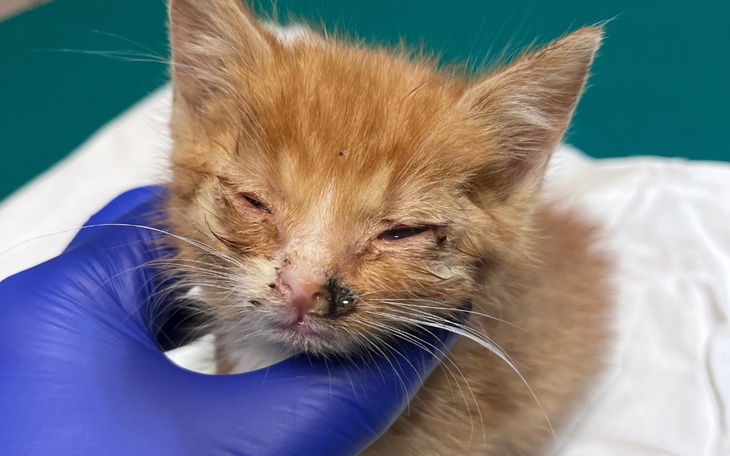 Chory kotek w potrzebie, wymagający pilnej pomocy weterynaryjnej.