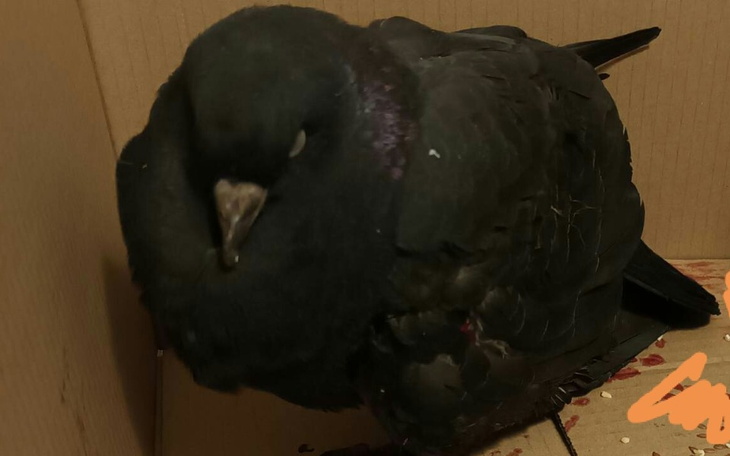 Zbiórka Leczenie Gołębia Hermana - zdjęcie główne