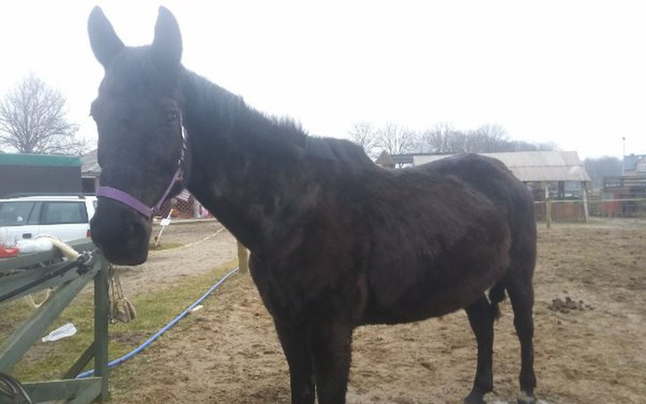 Zbiórka Szansa dla Dobrusi i Miłego - zdjęcie główne