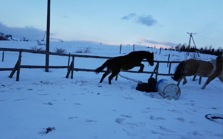 Zbiórka Marzenie kupno konia - zdjęcie główne