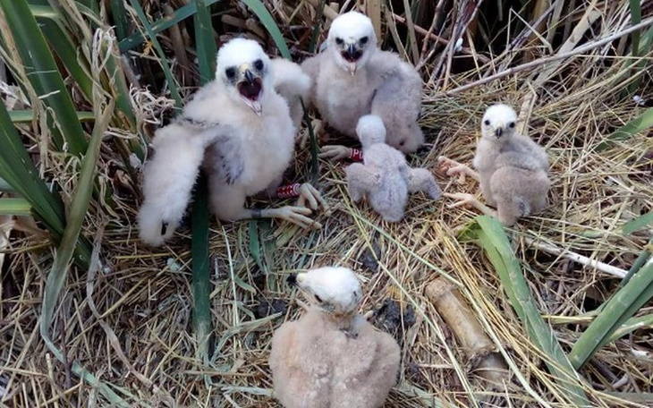 Zbiórka Nadajniki GPS na błotniaka - zdjęcie główne