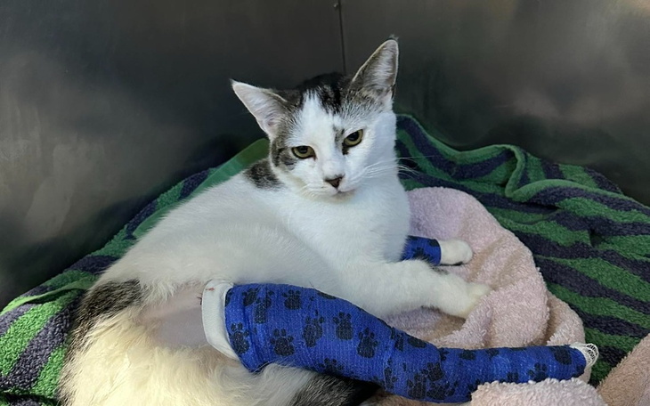 Zbiórka Jestem kotem, o życie proszę - zdjęcie główne