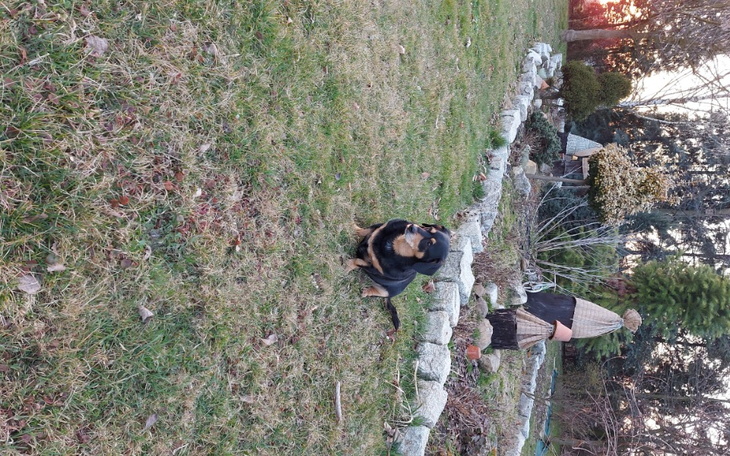 Zbiórka Gibi zbieram na psa na operację - zdjęcie główne