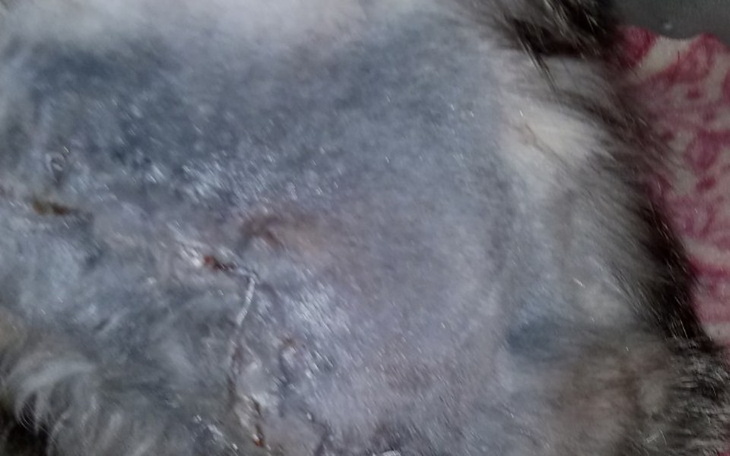 Zbiórka Operacja 4 miesięcznej kotki - zdjęcie główne