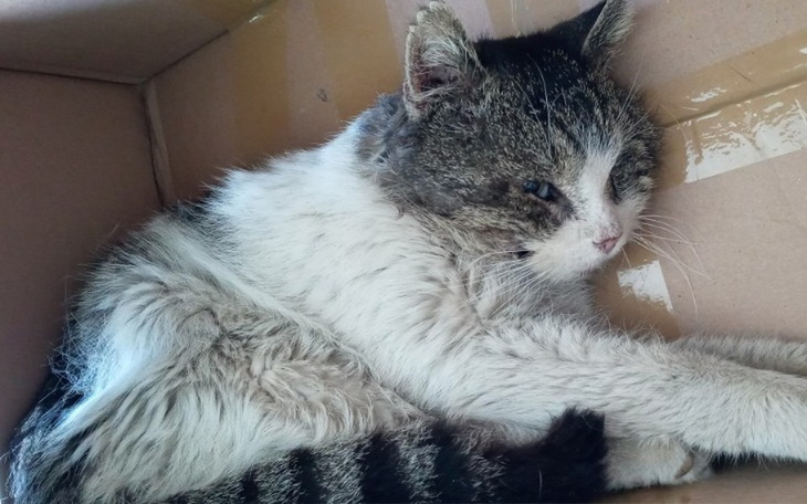 Zbiórka Bezdomny Felicjan - zdjęcie główne