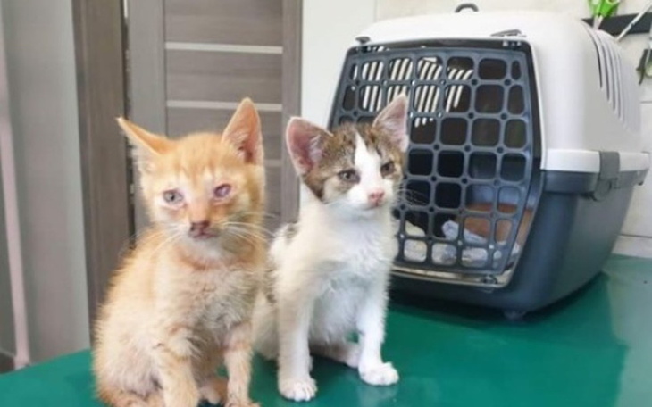 Zbiórka Ratujmy kociaki - zdjęcie główne