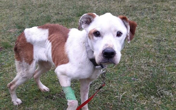 Zbiórka dla Pipi - zdjęcie główne