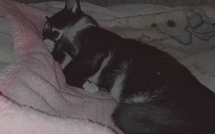 Zbiórka Leczenie kota Gutka - zdjęcie główne