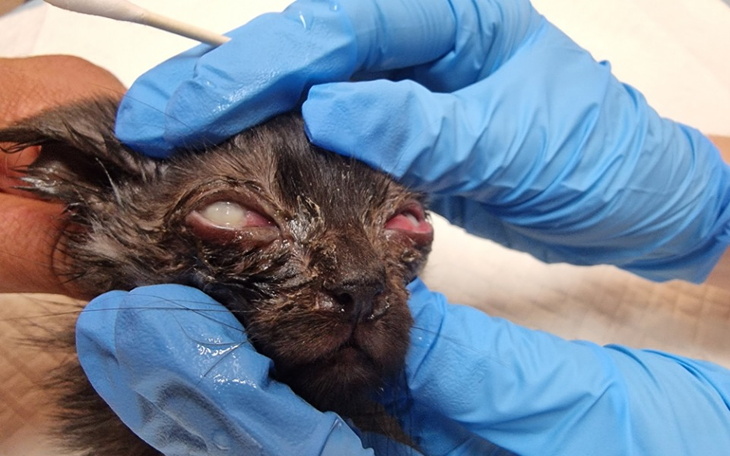 Weterynarz oczyszcza oczy małego psa w rękawiczkach.