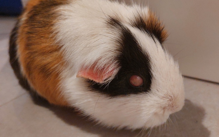 Zbiórka Walka z jaskrą u Meridy - zdjęcie główne