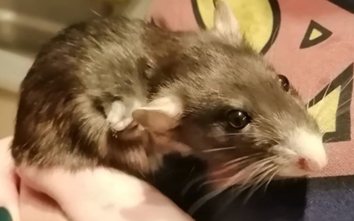 Zbiórka Kapturka i Czarnulka - zdjęcie główne