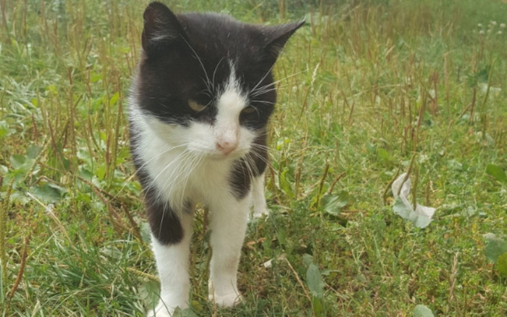 Zbiórka Franek-ofiara bezmyślności ludzi - zdjęcie główne