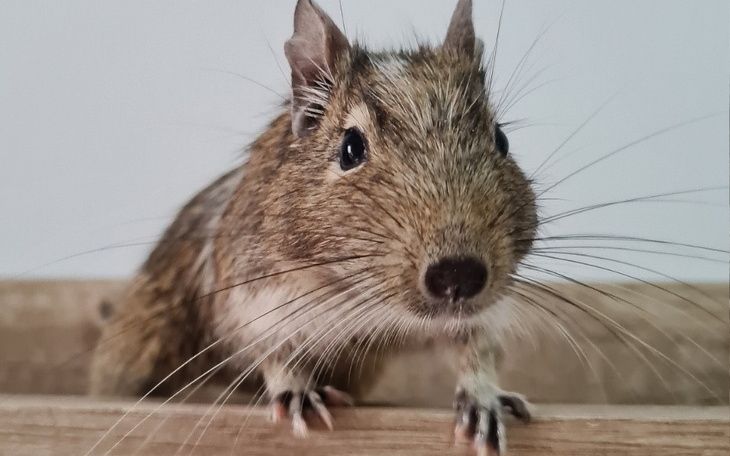 Zbiórka Koszatniczki w potrzebie - zdjęcie główne