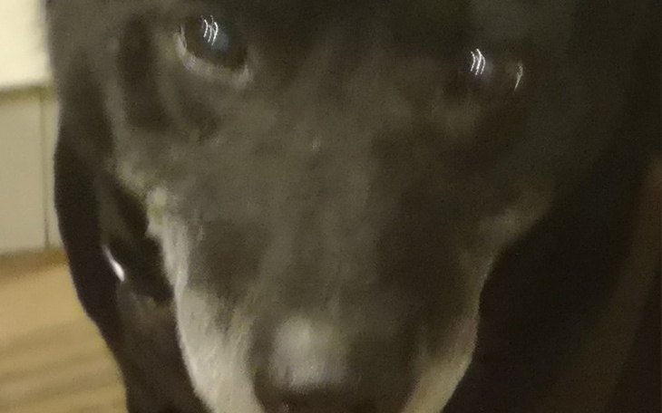 Zbiórka Dla staruszka pieska - zdjęcie główne