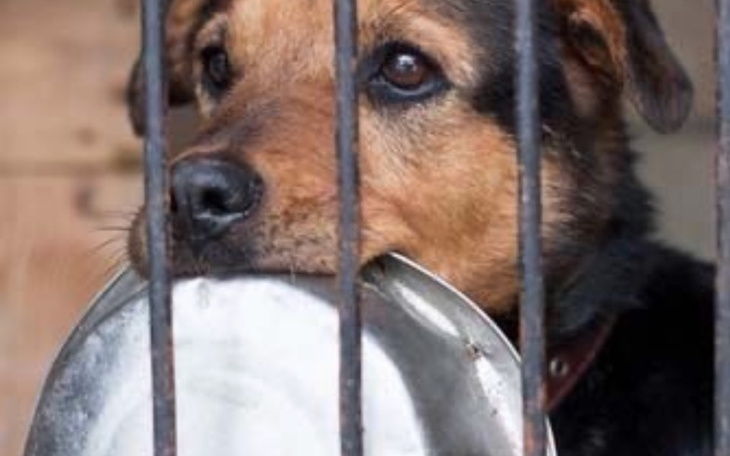 Pies patrzący smutno przez kraty z miską w pysku.