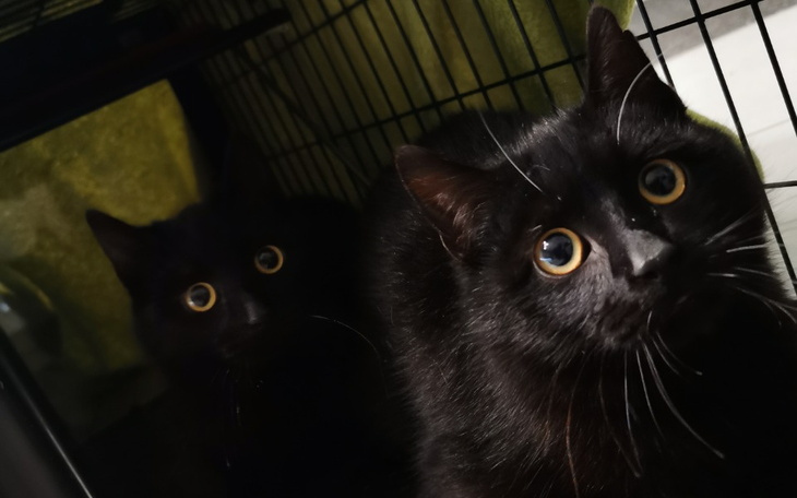 Dwa czarne koty z dużymi oczami, patrzące z ciekawością.