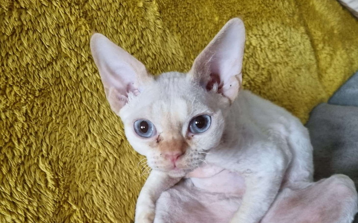 Zbiórka Pomóżmy naszemu Lackyemu żyć - zdjęcie główne