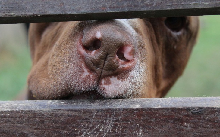 Zbiórka Wsparcie dla Podaj Łapę Bullom - zdjęcie główne