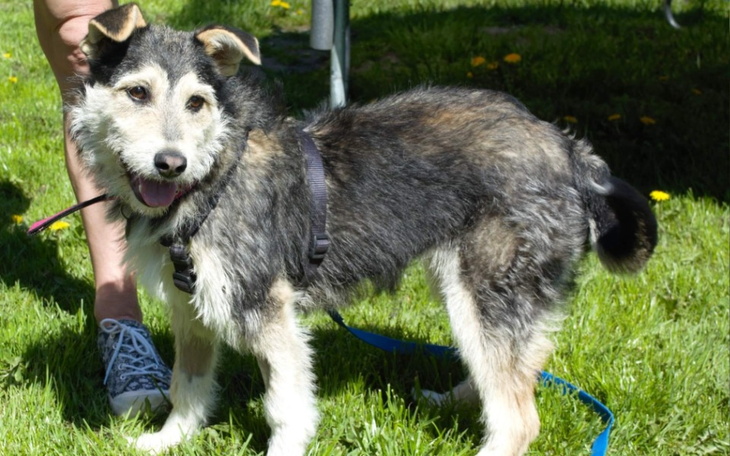 Zbiórka Szczepienia bezdomniaków - zdjęcie główne