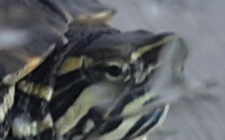 Zbiórka Zbieram na operacje dla żółwika - zdjęcie główne