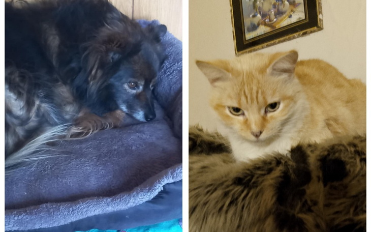 Dwa zwierzęta: pies i kot odpoczywają na poduszkach.