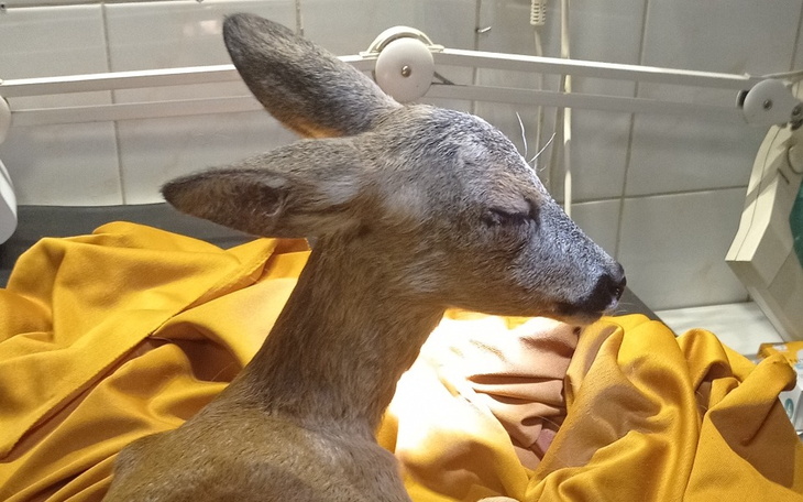 Młody sarny leży na pomarańczowym kocu w szpitalu dla zwierząt.