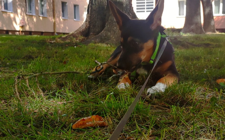 Zbiórka Pomóżmy razem Meli - zdjęcie główne