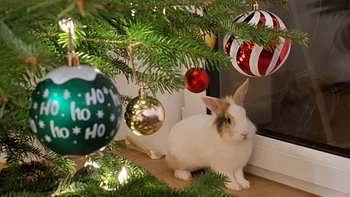 Zbiórka Świąteczna gwiazdka Uszakowa - miniaturka zdjęcia