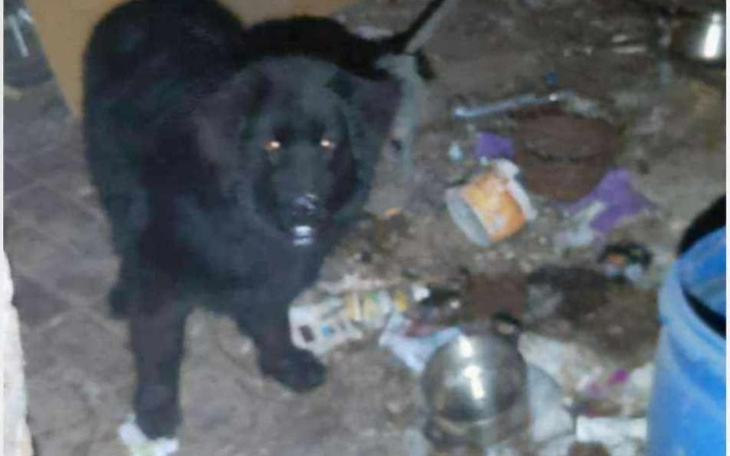 Czarny pies w zabałaganionym pomieszczeniu.