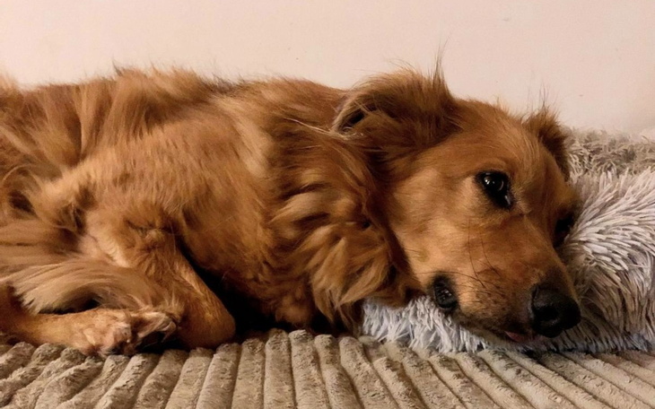 Zrelaksowany pies leżący na poduszce.